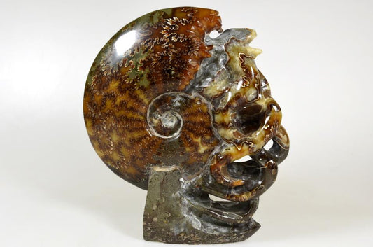 Ammonite Carving Large 17.5cm