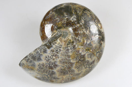 Ammonite Phylloceras Polished 10.3cm