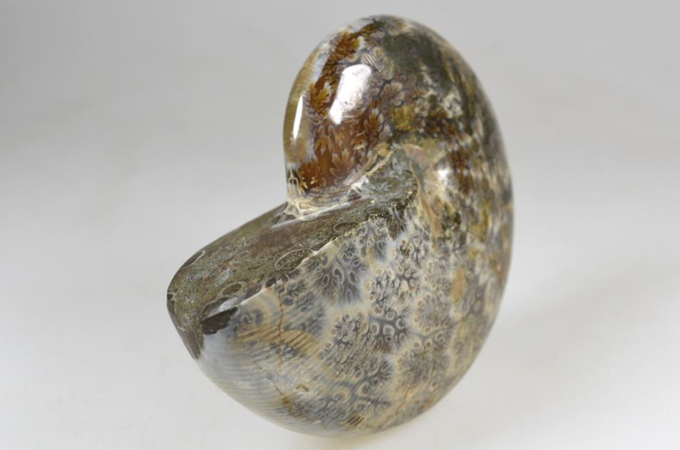 Ammonite Phylloceras Polished 10.3cm