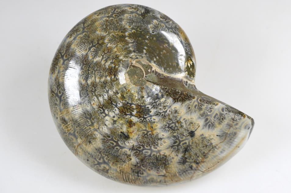 Ammonite Phylloceras Polished 10.3cm