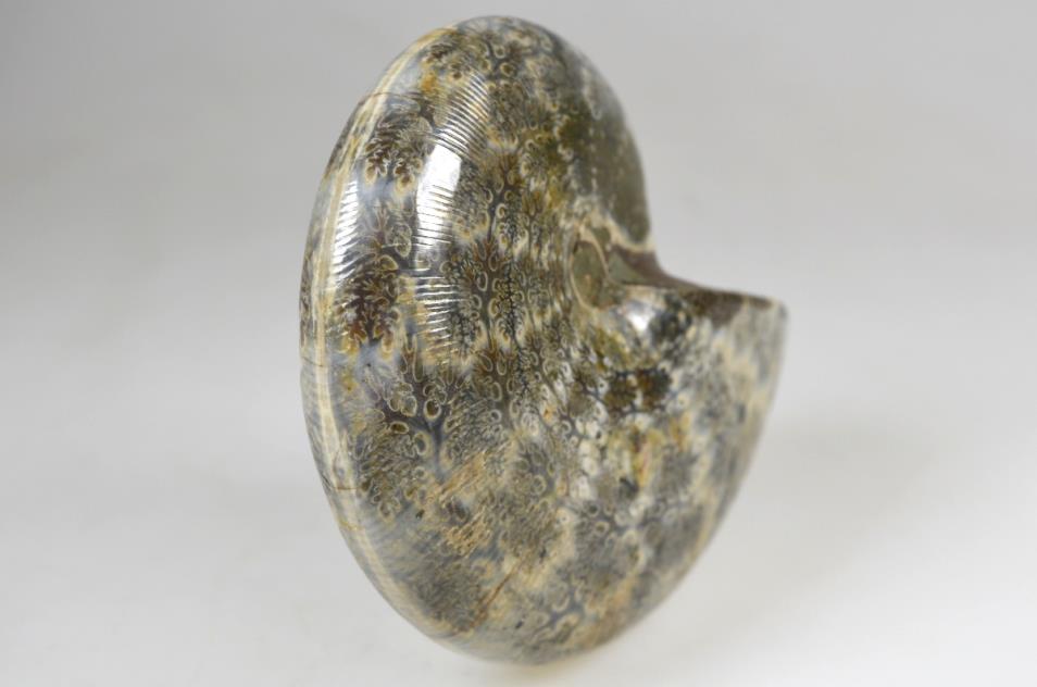 Ammonite Phylloceras Polished 10.3cm