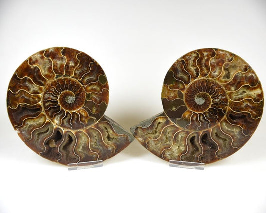 Ammonite Pair 15.5cm