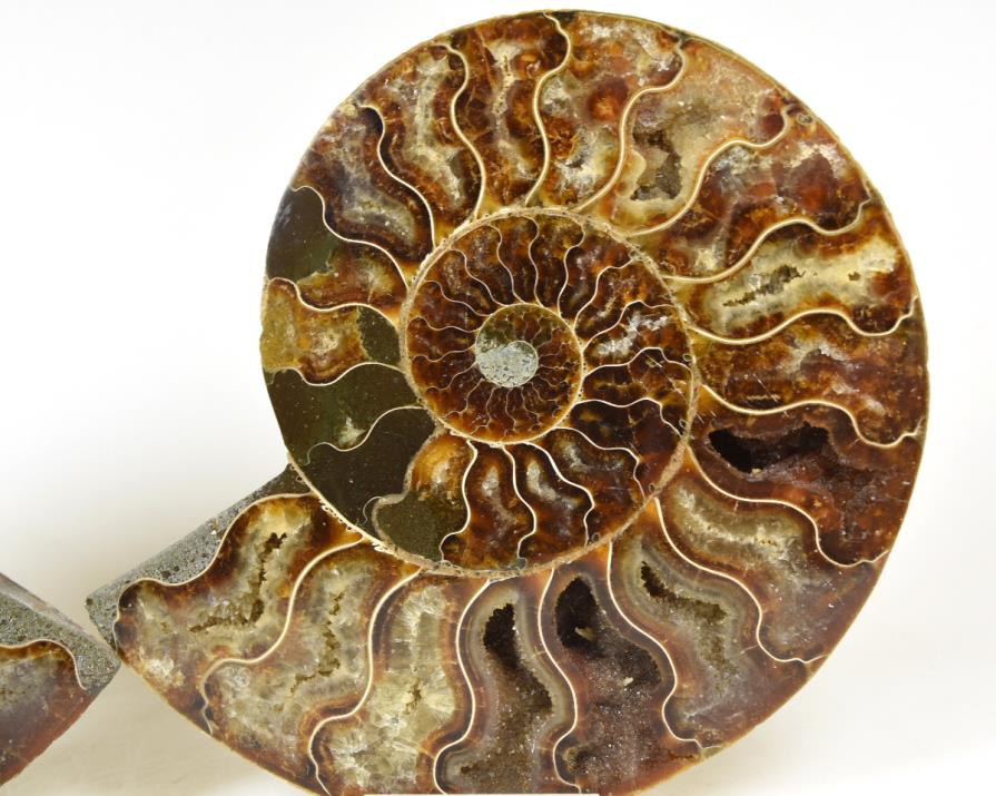 Ammonite Pair 15.5cm