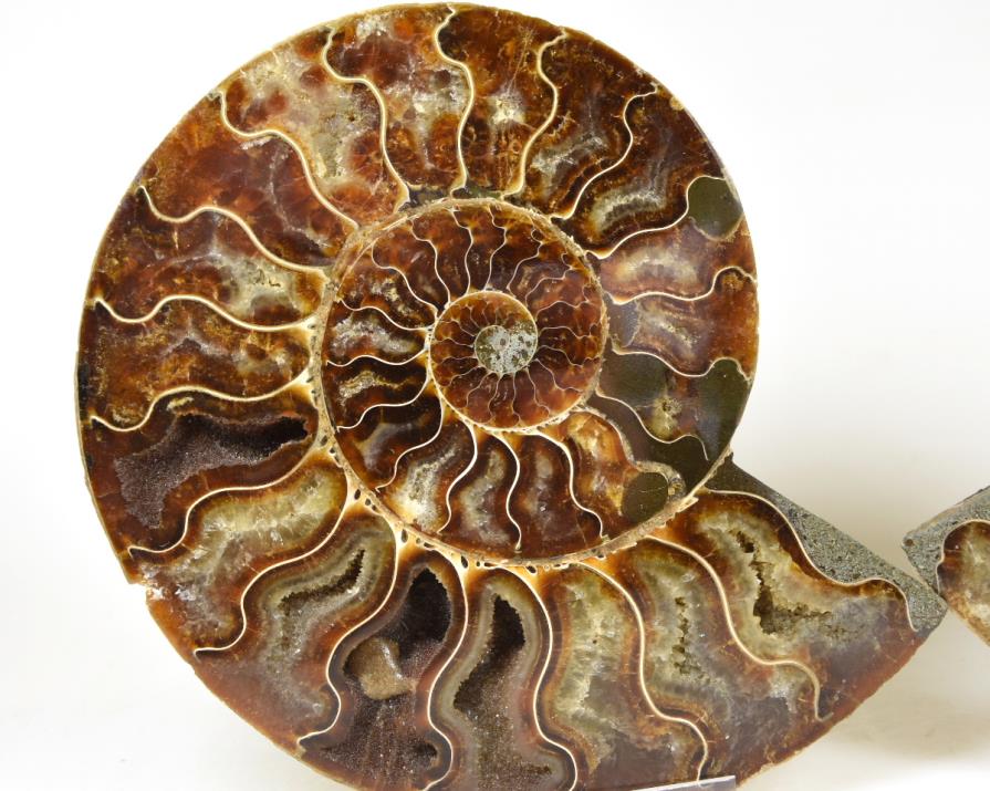 Ammonite Pair 15.5cm