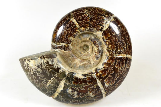 Ammonite Puzosia Polished Large 15cm