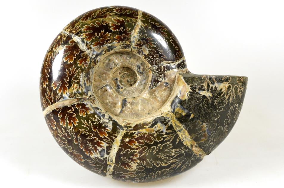 Ammonite Puzosia Polished Large 15cm