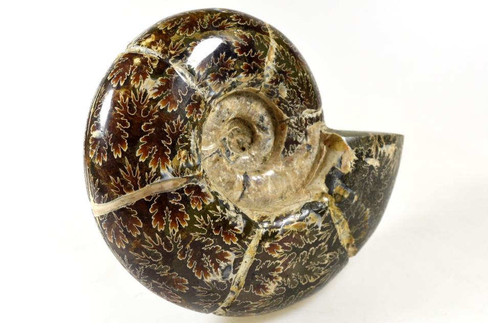 Ammonite Puzosia Polished Large 15cm