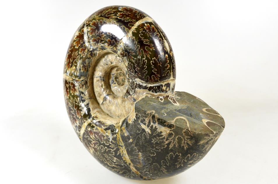 Ammonite Puzosia Polished Large 15cm