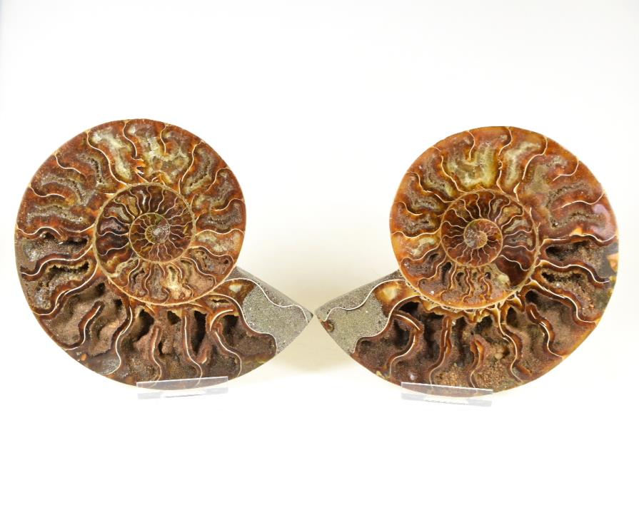 Ammonite Pair 14cm