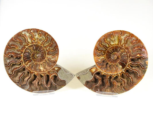 Ammonite Pair 14cm