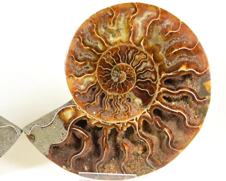 Ammonite Pair 14cm