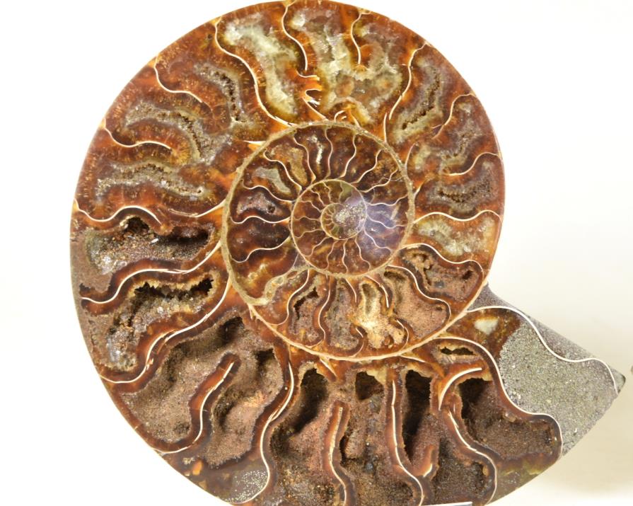 Ammonite Pair 14cm