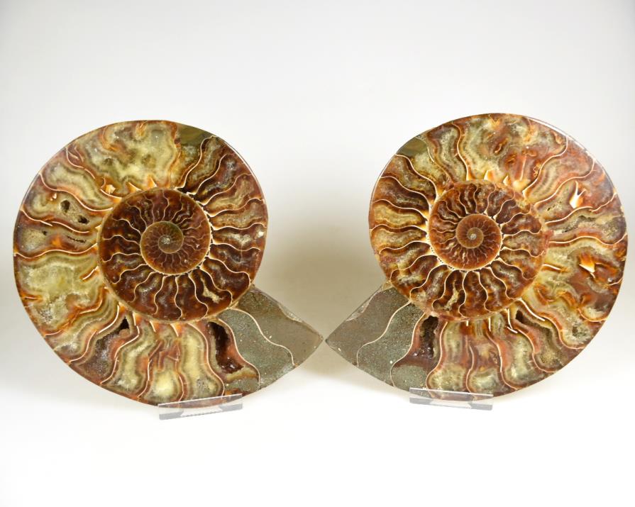 Ammonite Pair 15.6cm