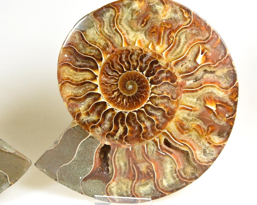 Ammonite Pair 15.6cm