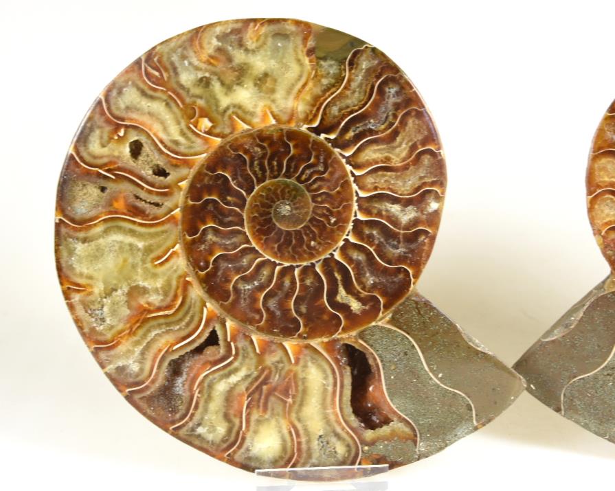 Ammonite Pair 15.6cm