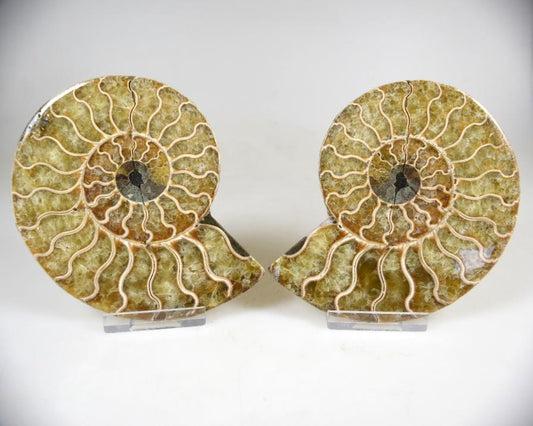 Ammonite Pair 11cm