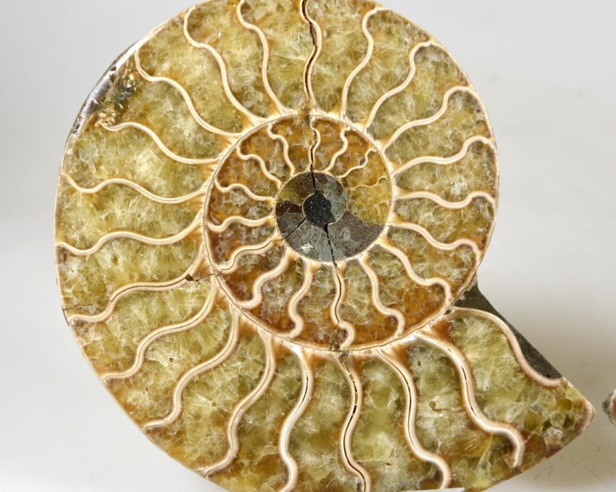 Ammonite Pair 11cm