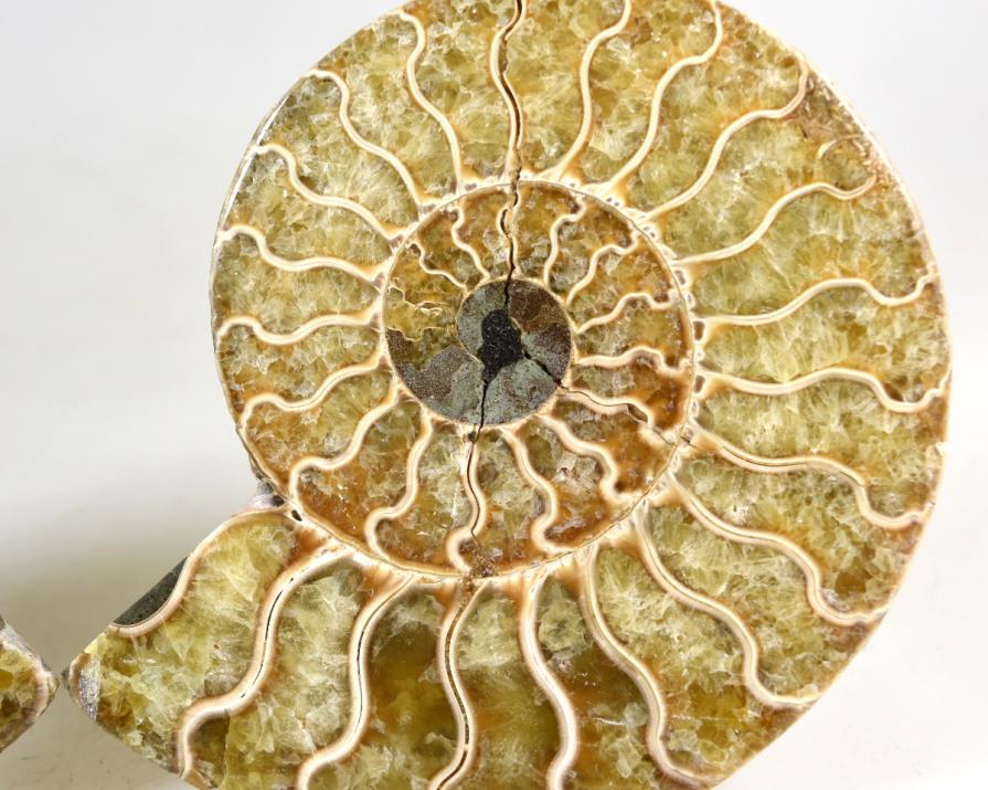 Ammonite Pair 11cm