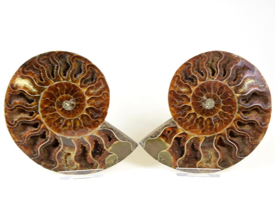 Ammonite Pair 12.8cm