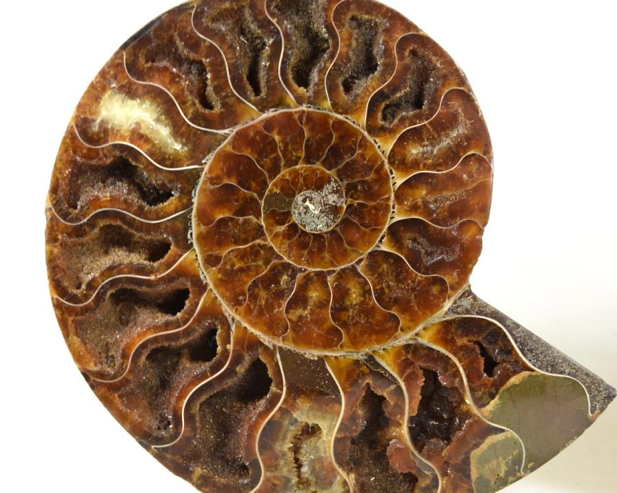 Ammonite Pair 12.8cm