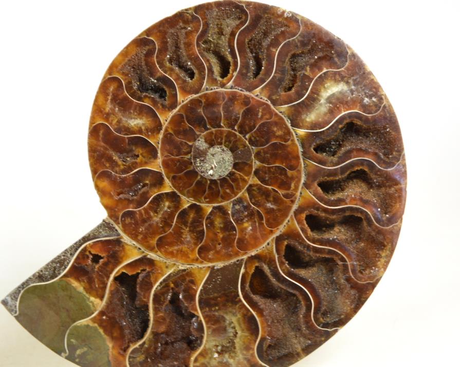 Ammonite Pair 12.8cm