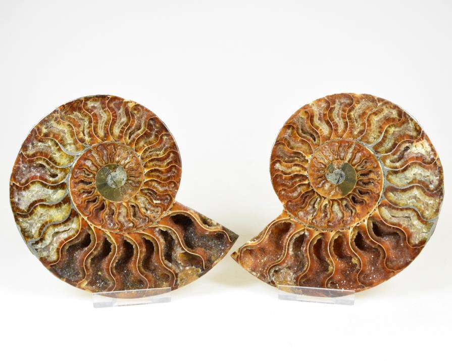 Ammonite Pair 12.6cm