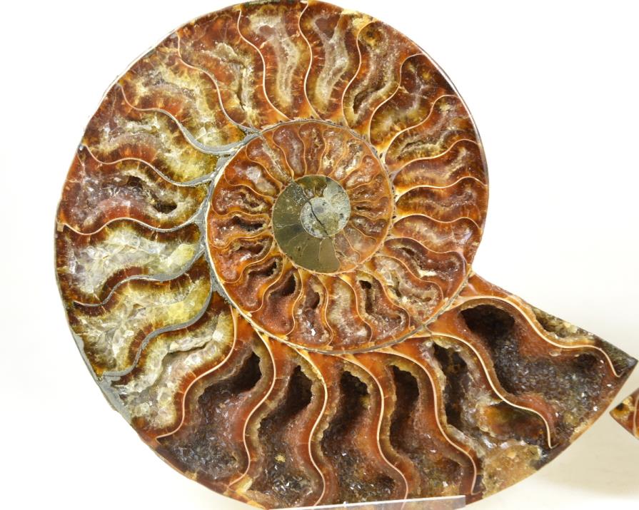 Ammonite Pair 12.6cm