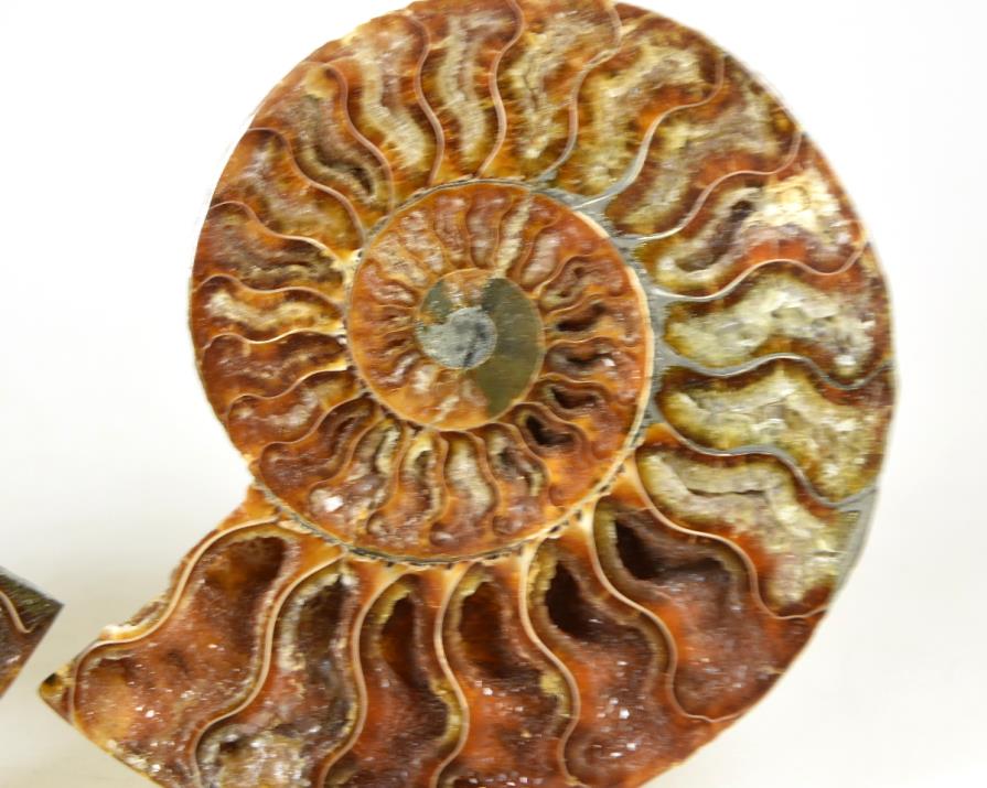 Ammonite Pair 12.6cm