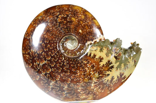 Ammonite Cleoniceras Polished Large 13.2cm