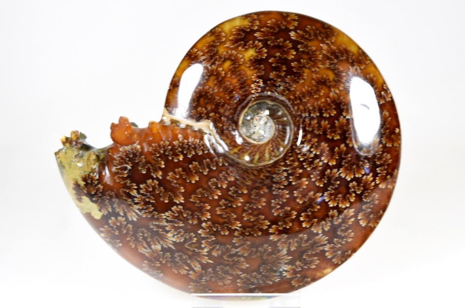 Ammonite Cleoniceras Polished Large 13.2cm