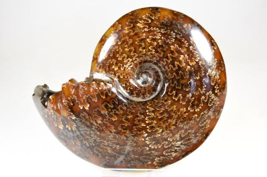 Ammonite Cleoniceras Polished Large 12.2cm