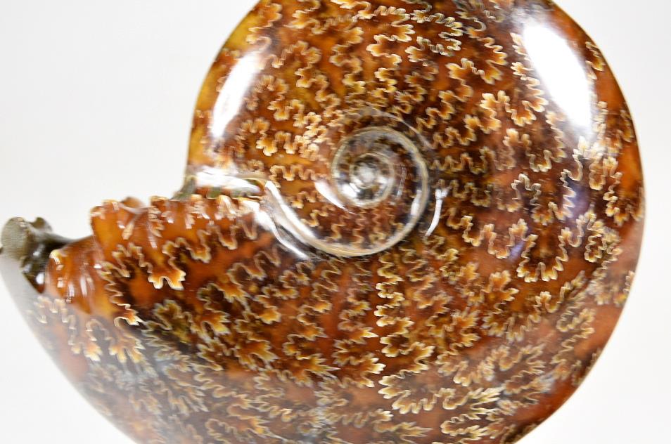 Ammonite Cleoniceras Polished Large 12.2cm