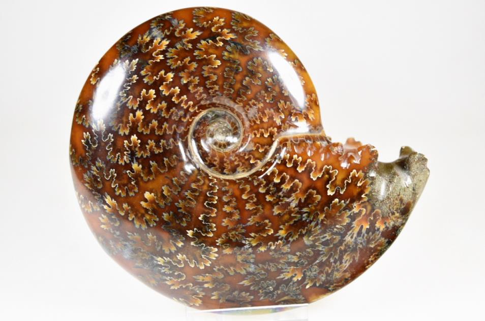 Ammonite Cleoniceras Polished Large 12.2cm