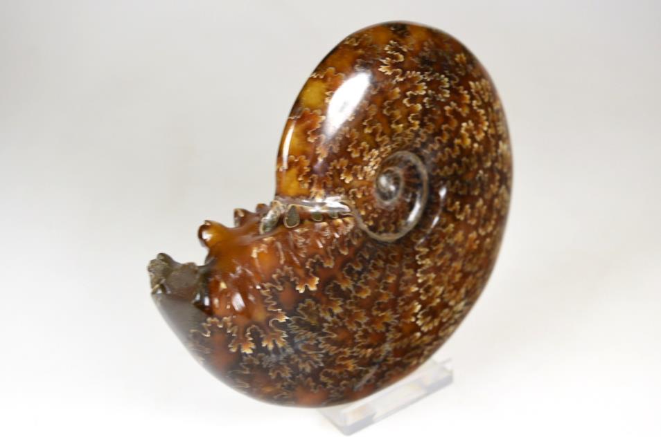 Ammonite Cleoniceras Polished Large 12.2cm