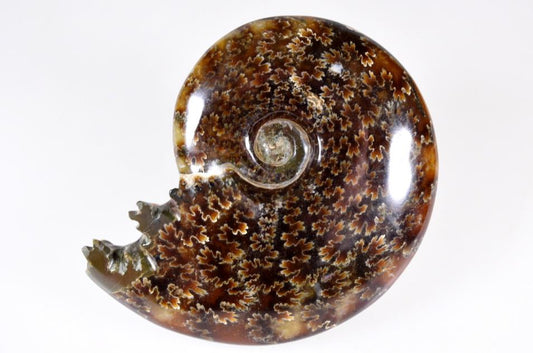 Ammonite Cleoniceras Polished 9.6cm