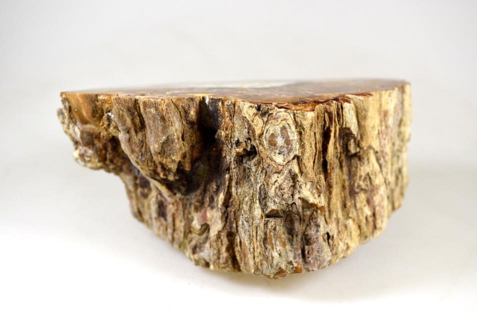 Fossil Wood Branch 12.4cm