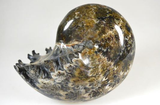 Ammonite Phylloceras Polished 10.1cm