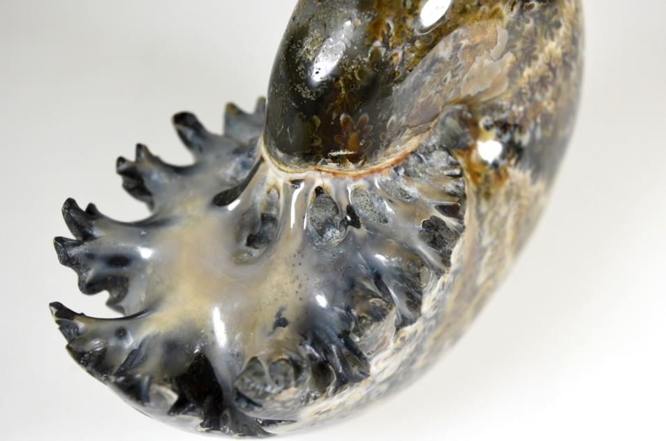 Ammonite Phylloceras Polished 10.1cm