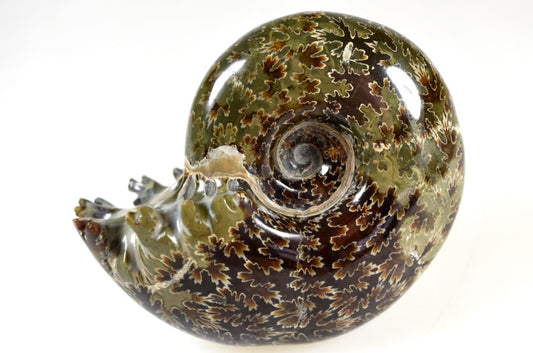 Ammonite Puzosia Polished 8.7cm