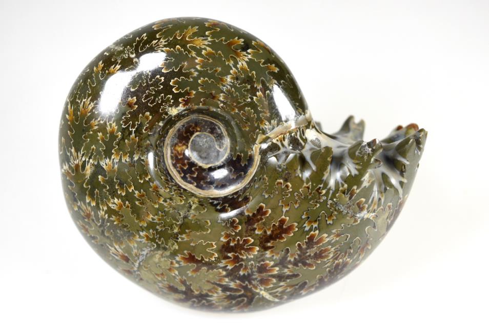 Ammonite Puzosia Polished 8.7cm