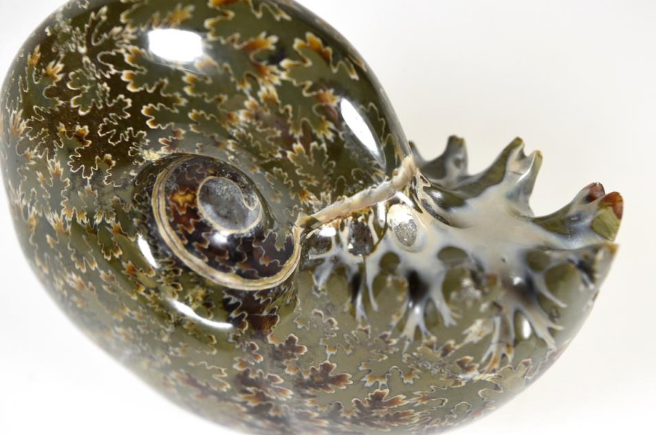 Ammonite Puzosia Polished 8.7cm