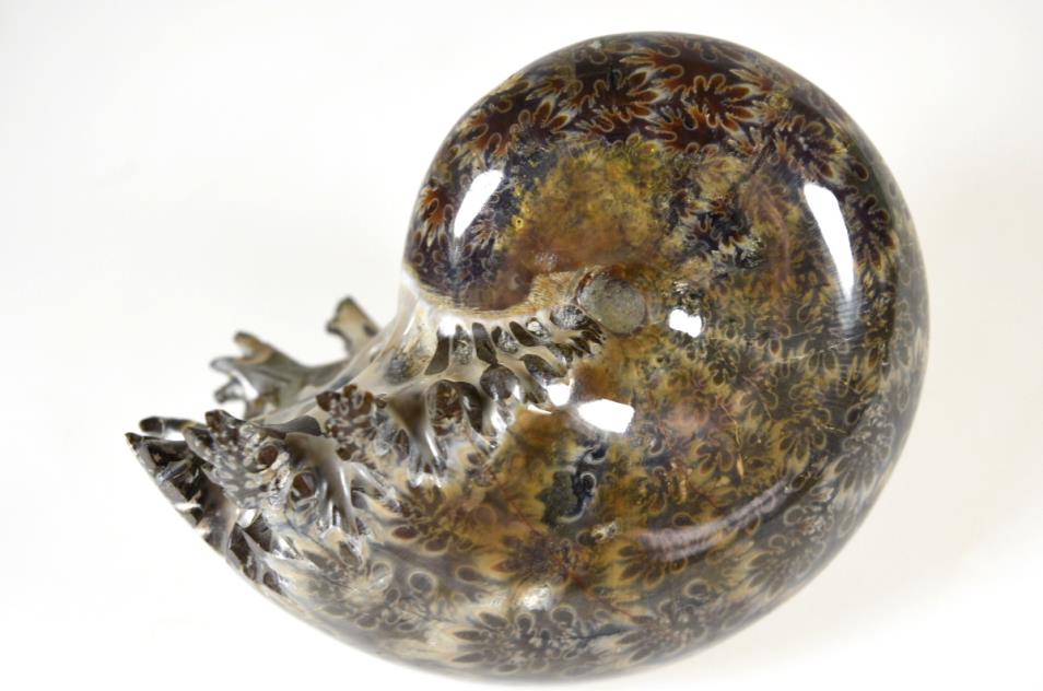 Ammonite Phylloceras Polished 9cm