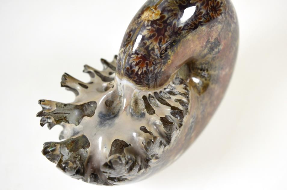 Ammonite Phylloceras Polished 9cm