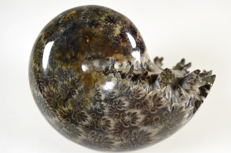 Ammonite Phylloceras Polished 9cm