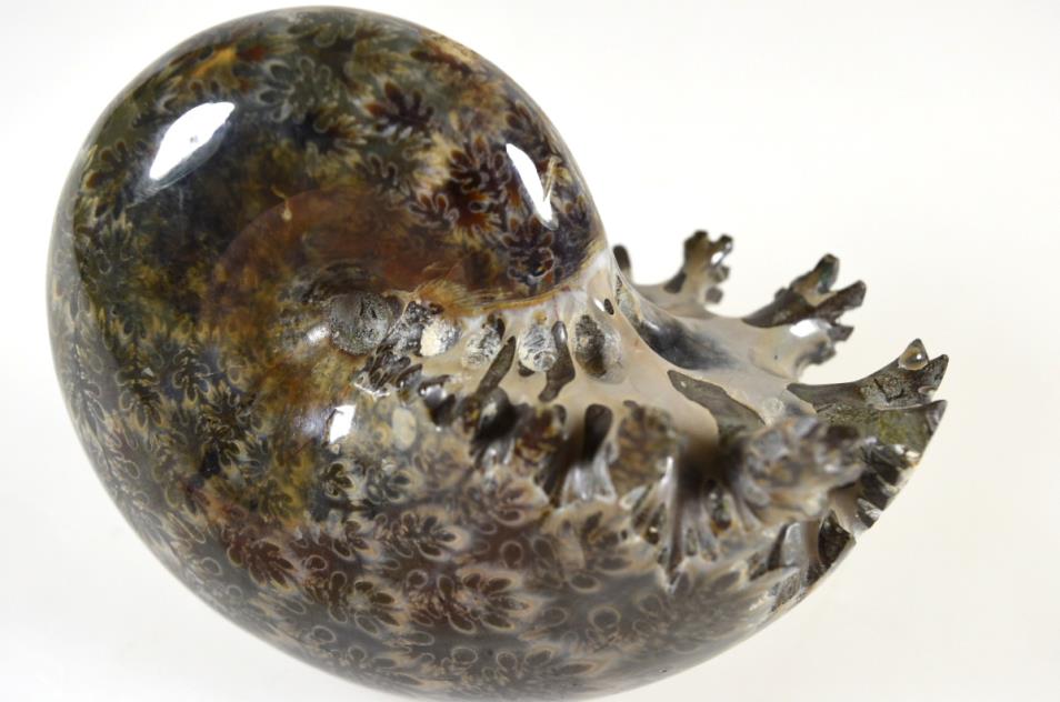 Ammonite Phylloceras Polished 9cm