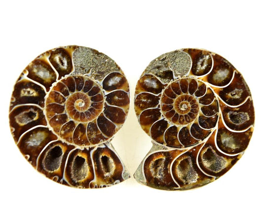 Ammonite Pair 5.1cm