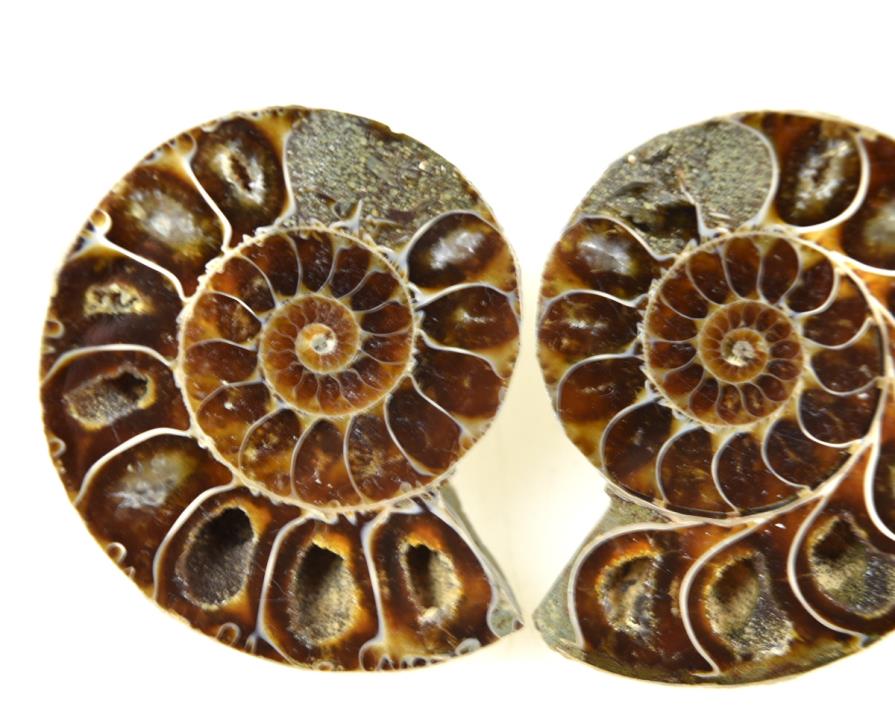 Ammonite Pair 5.1cm