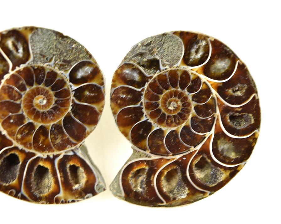 Ammonite Pair 5.1cm