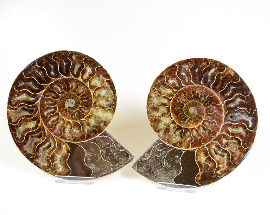 Ammonite Pair 15.1cm