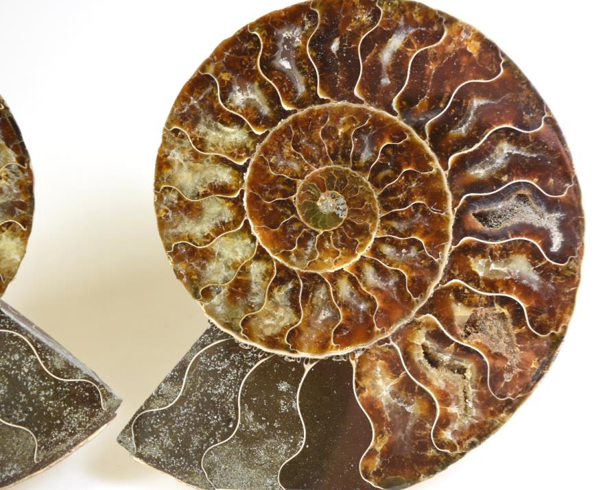 Ammonite Pair 15.1cm